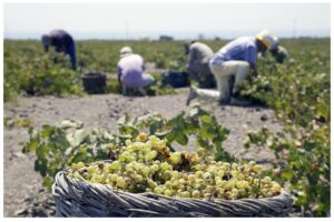 В Молдове стартует обучение агроконсультантов