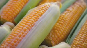 Iurie Rija: turneul mondial al porumbului în sezonul 2025–2026