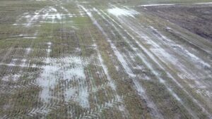 Lipsa zăpezii pune în pericol viitoarele recolte