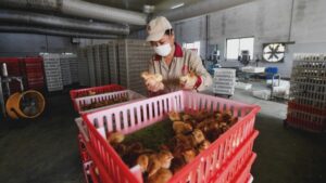 Cum vrea China să stimuleze agricultura pentru a înfrunta SUA