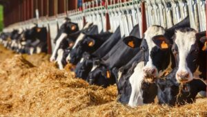 Granturi AGGRI pentru dezvoltarea sectorului zootehnic din Republica Moldova
