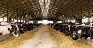 Fermierii pot solicita sprijin financiar pentru producția de carne din 22 octombrie