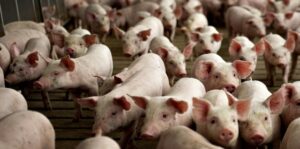 Prevenirea Pestei Porcine Africane depinde de responsabilitatea fiecăruia
