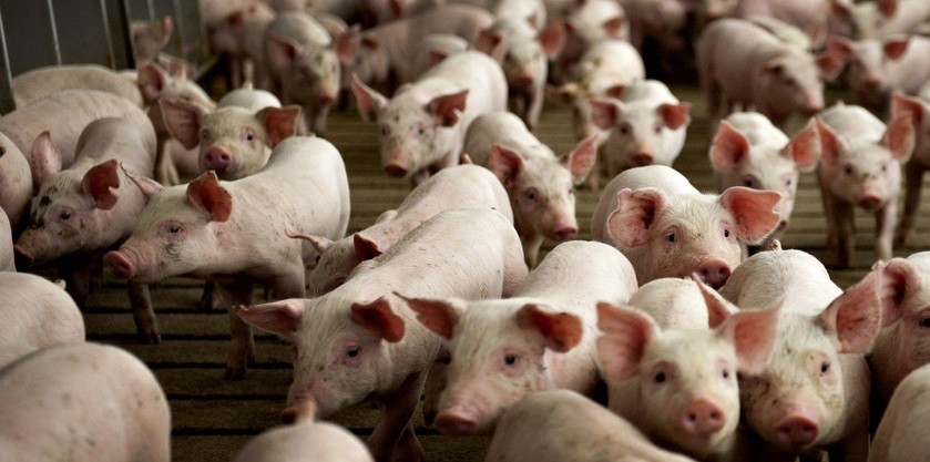 Prevenirea Pestei Porcine Africane depinde de responsabilitatea fiecăruia