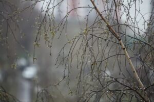 Погода в первый день весны: осадки и слабый туман