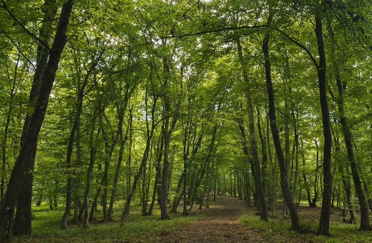 Moldova își numără pentru prima dată pădurile. Guvernul lansează Inventarul Forestier Național