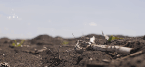 Agricultură sănătoasă începe cu soluri sănătoase