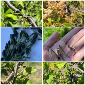 Pomicultura Moldovei afectată grav – Moldova Fruct cere sprijin guvernamental urgent