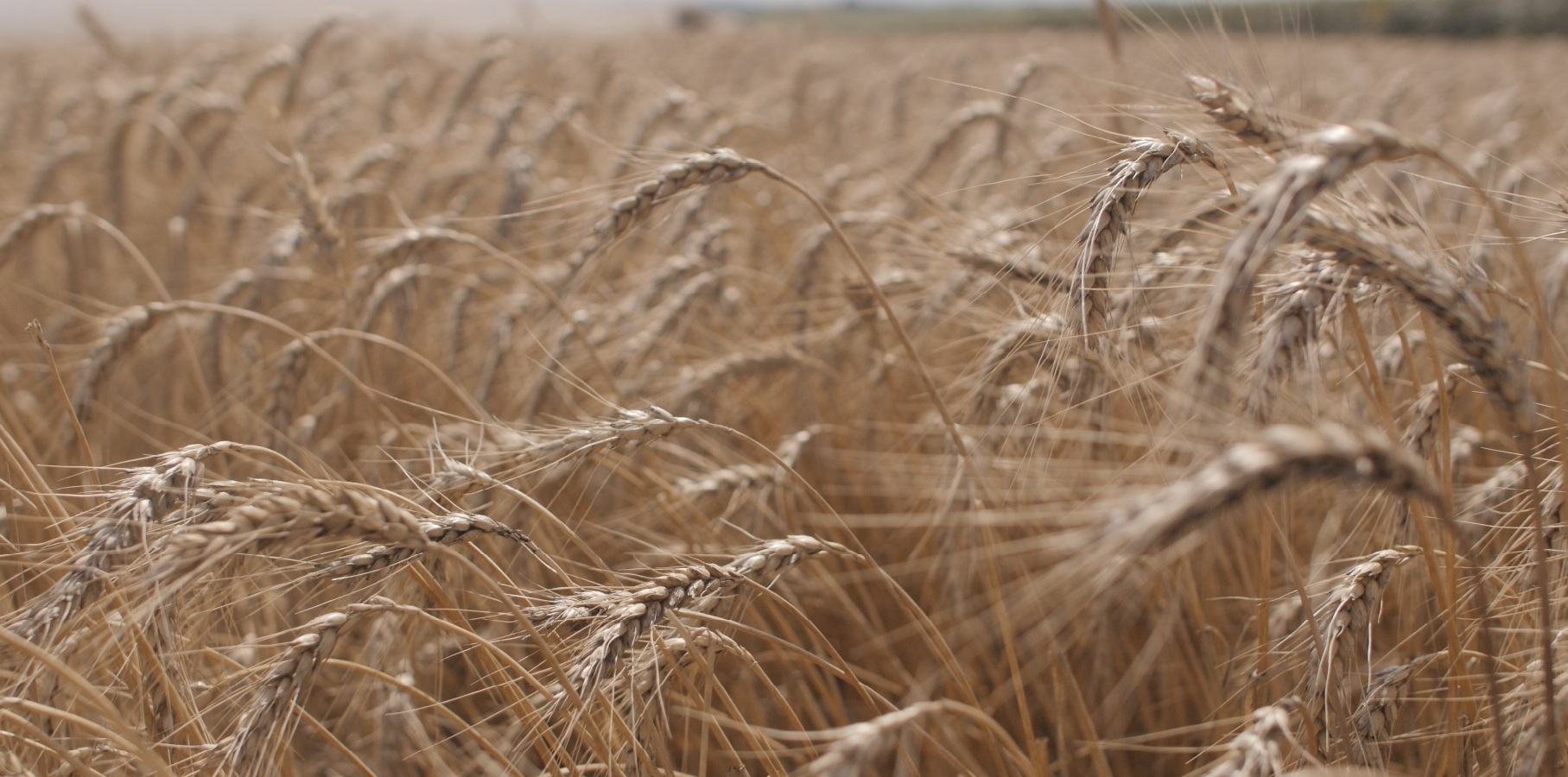 Юрий Рижа: Рынок зерна Черноморского бассейна – анализ ситуации за неделю
