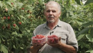 Pepiniera din Negureni: Povestea lui Valerian Malai, gospodarul care crește viitorul pomușoarelor din Moldova