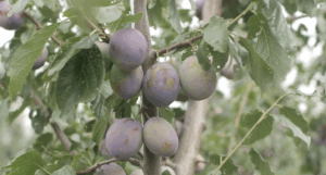 Seceta reduce recolta de prune și struguri în Ștefan Vodă