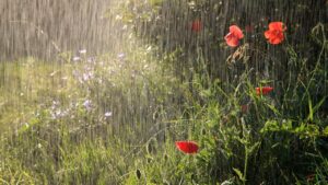 Прогноз погоды на 22 августа: дожди, грозы и жара до 35 °C