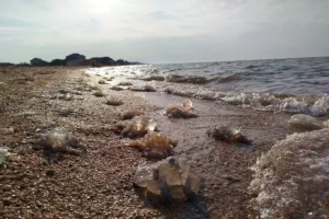 Во Франции три энергоблока АЭС остановились из-за нашествия медуз