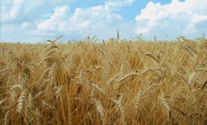 USDA: ofertă globală generoasă la grâu scade preţurile — ce înseamnă pentru Moldova