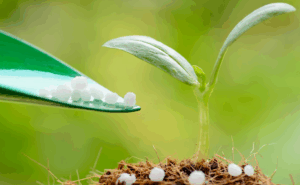 Piața îngrășămintelor ridică costurile pentru grâu și porumb