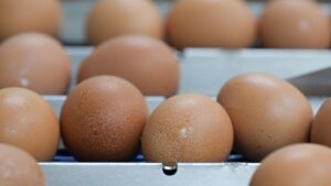 Из продажи изымается партия яиц: ANSA сообщает причину