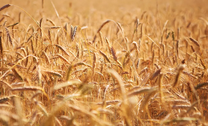 Criză climatică afectează agricultura Turciei: producția de grâu în declin