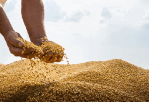 Banii marilor fonduri se întorc în agricultură: porumbul și soia conduc creșterile