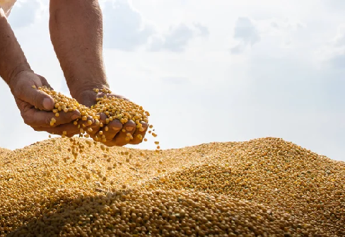Banii marilor fonduri se întorc în agricultură: porumbul și soia conduc creșterile