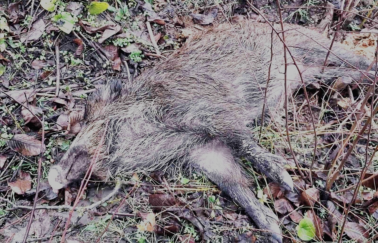 В Молдове зарегистрированы новые очаги АЧС и бешенства, введены карантинные меры