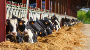 AIPA lansează un apel de subvenționare pentru crescătorii de animale