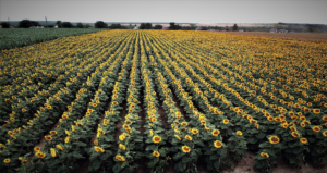 Producția globală de floarea-soarelui marchează maxim istoric în 2026/27