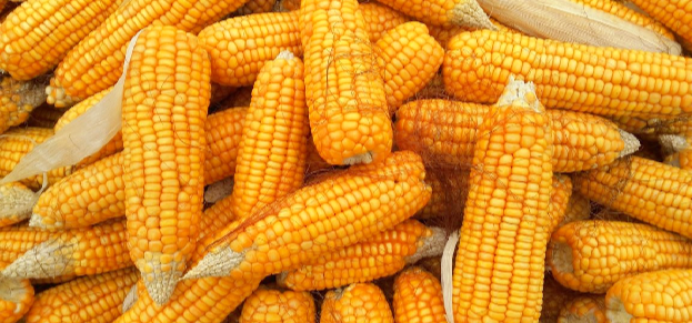 Iurie Rija: exporturile de porumb din R. Moldova, perioada iulie- decembrie 2025