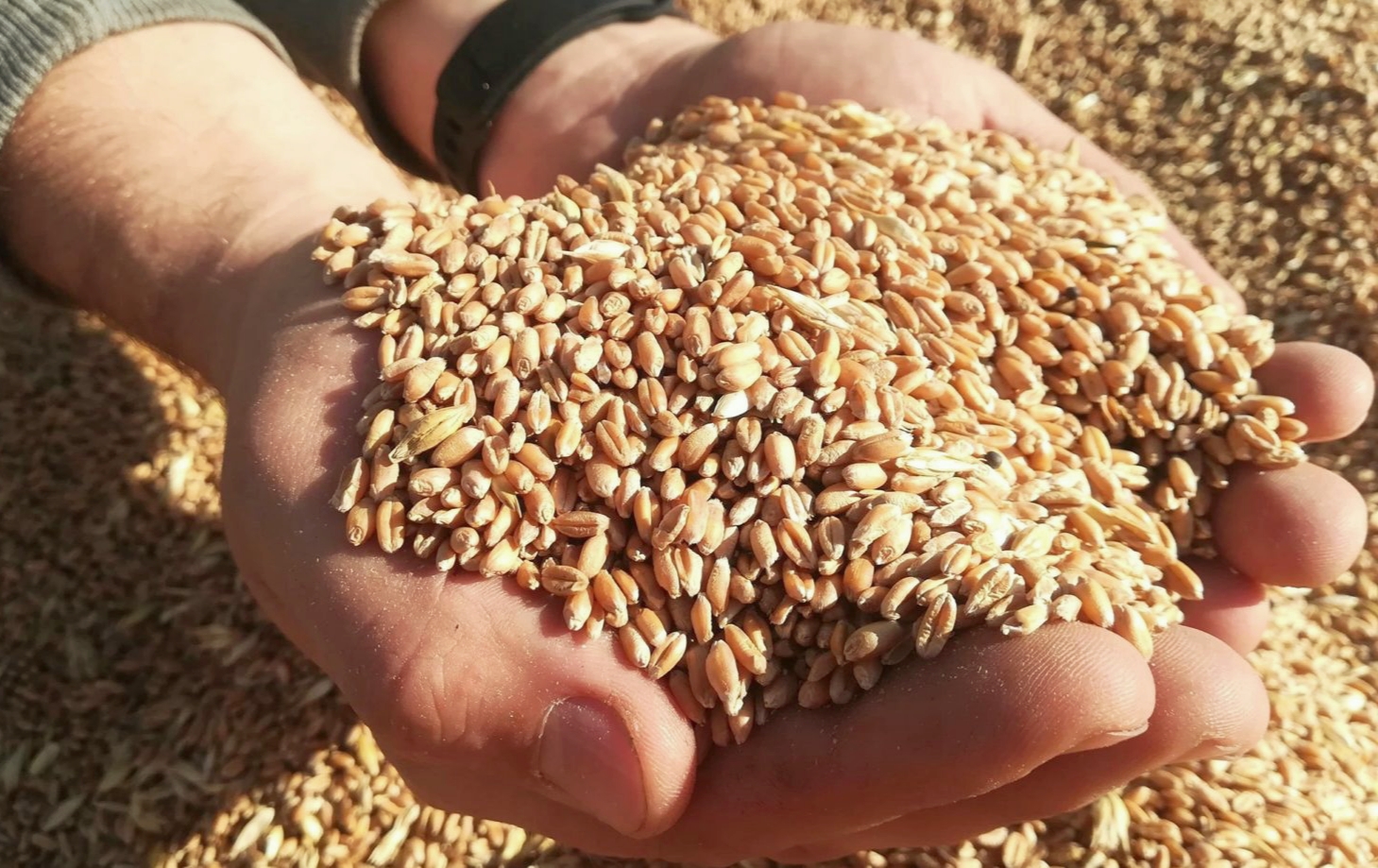 Iurie Rija: De ce 2026 poate schimba definitiv piața cerealelor