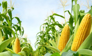 NOVACORN WG: protecție sigură a porumbului împotriva buruienilor