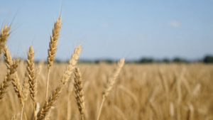 USDA iunie 2026: ofertă globală peste medie și presiune nouă pe piețele cerealelor