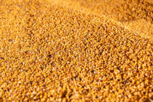 Piața cerealelor intră sub presiune: FAO estimează o scădere a producției globale în noul sezon