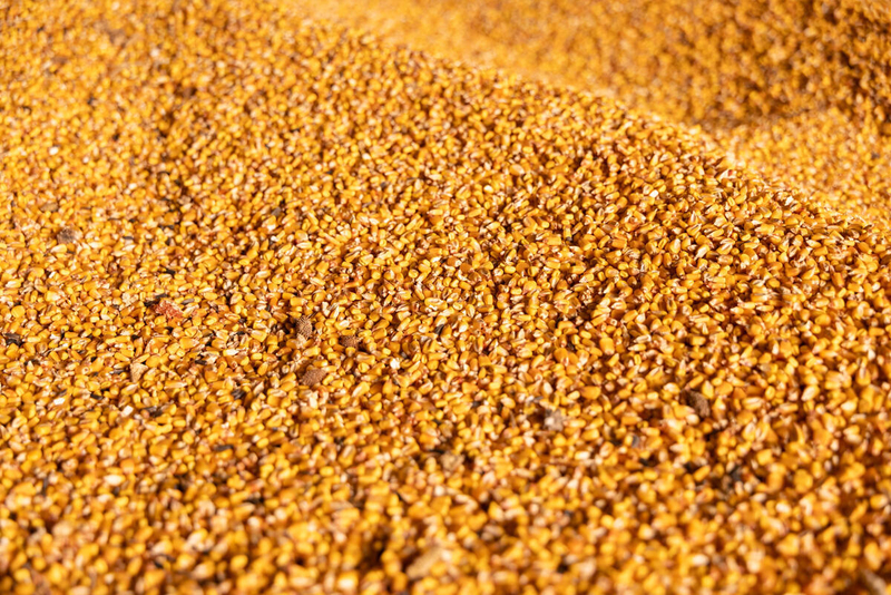 Piața cerealelor intră sub presiune: FAO estimează o scădere a producției globale în noul sezon