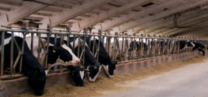 FAO sprijină dezvoltarea primei societăți de ameliorare a bovinelor Holstein din Republica Moldova