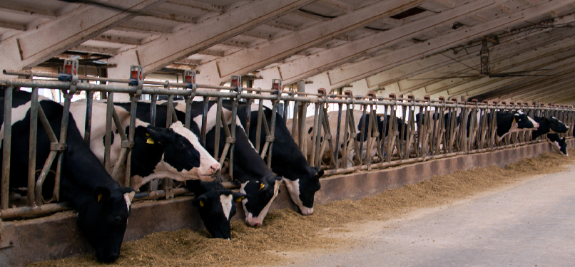 FAO sprijină dezvoltarea primei societăți de ameliorare a bovinelor Holstein din Republica Moldova