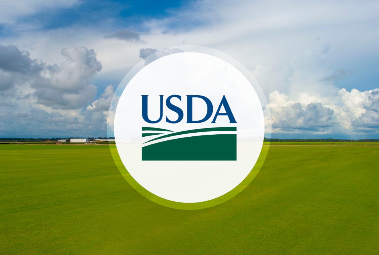 USDA schimbă prognozele pentru porumb, grâu și soia. Ce semnale transmite piața mondială
