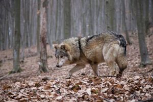 Teamă în satele din Basarabeasca: lupii atacă animalele domestice