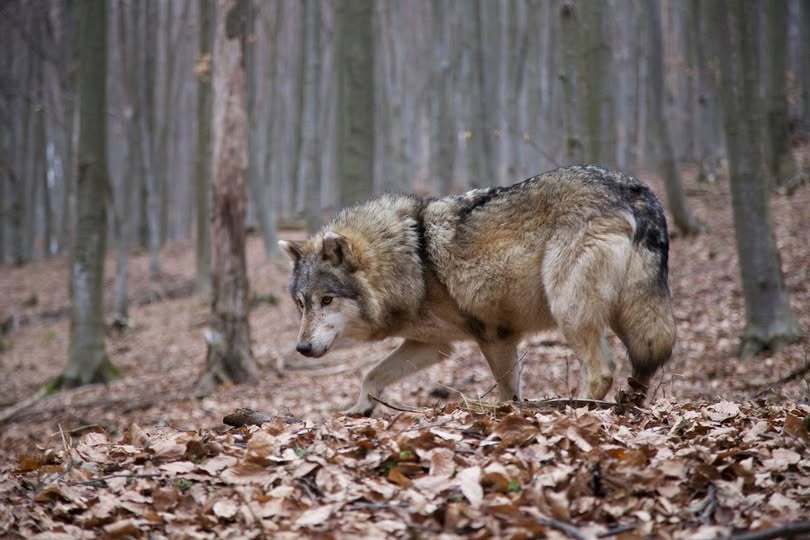 Teamă în satele din Basarabeasca: lupii atacă animalele domestice