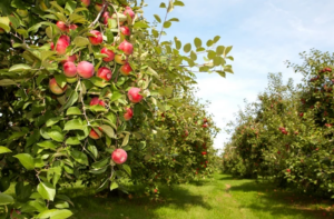 BEI acordă 150 de milioane de euro pentru modernizarea agriculturii din Republica Moldova