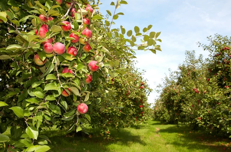 BEI acordă 150 de milioane de euro pentru modernizarea agriculturii din Republica Moldova