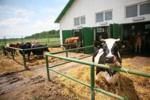 AIPA oferă 28,8 milioane de lei pentru crescătorii de animale