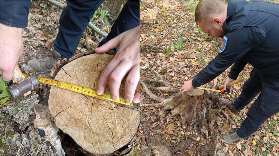 Tăieri ilegale de arbori la Nisporeni. Făptașul identificat și amendat